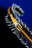 on the feather by Adriano Morettin (Italy)