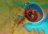 Someone is looking at me by Noam  Kortler (Israel)