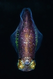 TOTEM by domenico roscigno ()