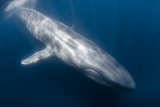 Blue whale descent by Allison Vitsky Sallmon (United States)