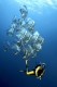 DEEP Indonesia 2015 Winning Photography