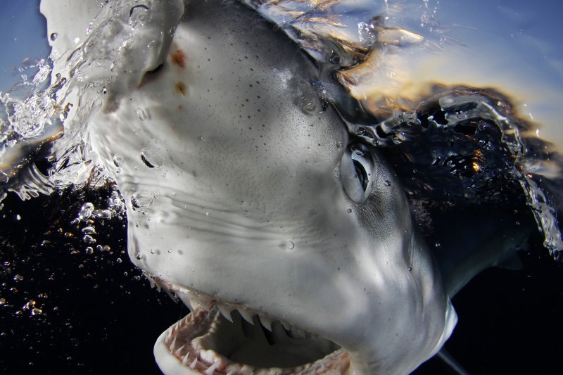 Our World Underwater 2015 Winning Image by Nuno