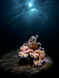 Harlequin Shrimp and the Sun by Enrico Somogyi (Germany)