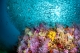 DEEP Indonesia 2019 Winning Photography