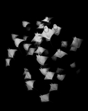 Mobula Shadows by Nick Polanszky (Australia)