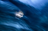 Tiger Wave by Henley Spiers ()