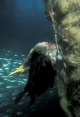 Our World Underwater 2007 Winning Photography