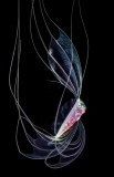 Ribbonfish by Fabien Michenet ()