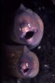 Our World Underwater 2006 Winning Photography