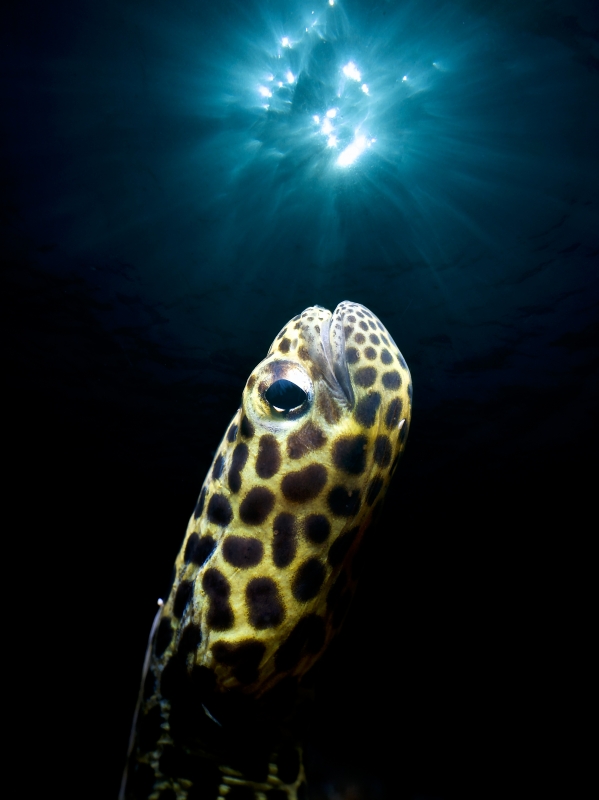 Masters Underwater Imaging Competition 2020 Winning Image by Enrico