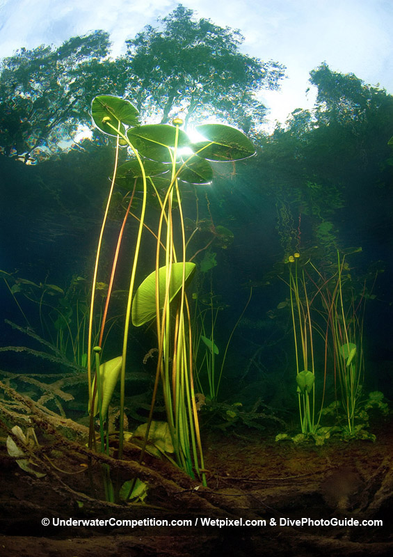 Our World Underwater 2006 Winning Image by Alex