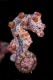 DEEP Indonesia International Underwater Photo Competition 2009 Winning Photography