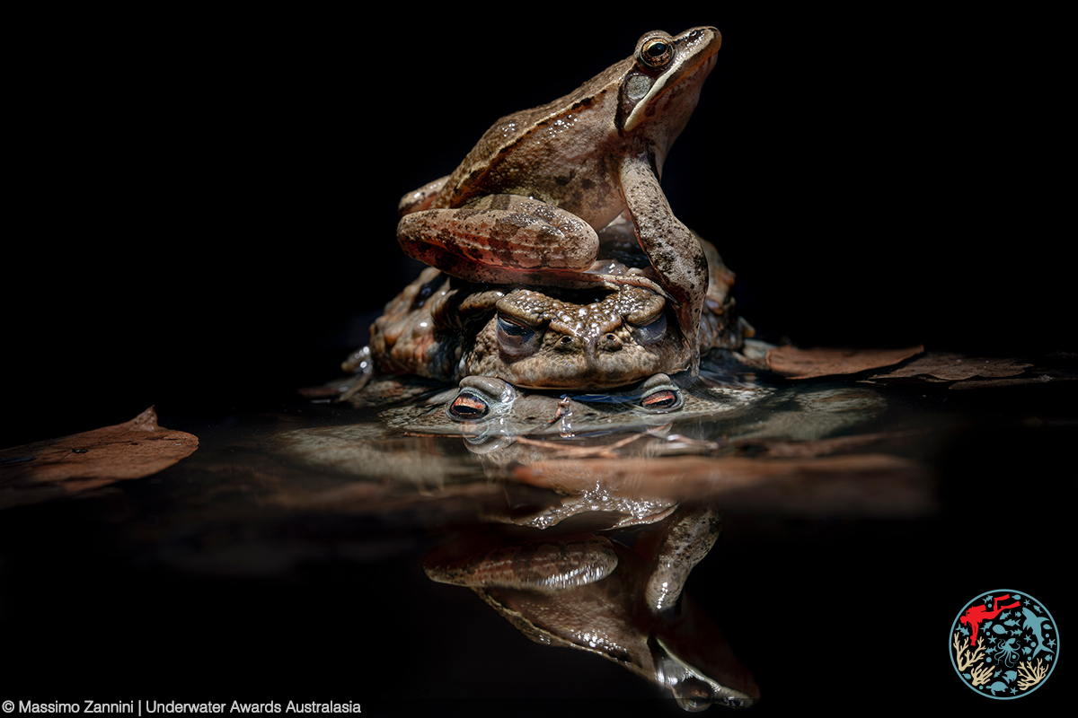 Underwater Awards Australasia 2024 Winning Image by Massimo