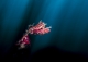 Underwater Awards Australasia 2024 Winning Photography