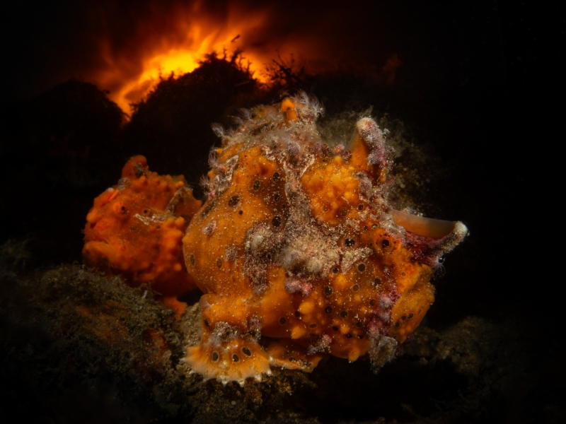 DPG Masters Underwater Imaging Competition 2024 Winning Image by Enrico