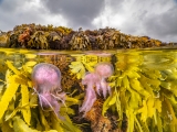 Pink on Yellow by Martin Stevens (United Kingdom)