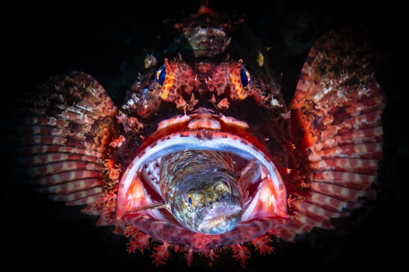 DPG Masters Underwater Imaging Competition 2024 Winning Image by Andrea