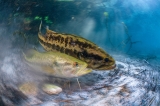 Largemouth Love by Isaac Szabo (United States)