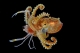 DPG Masters Underwater Imaging Competition 2024 Winning Photography