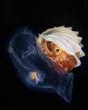Cephalopods Winner by Janssen