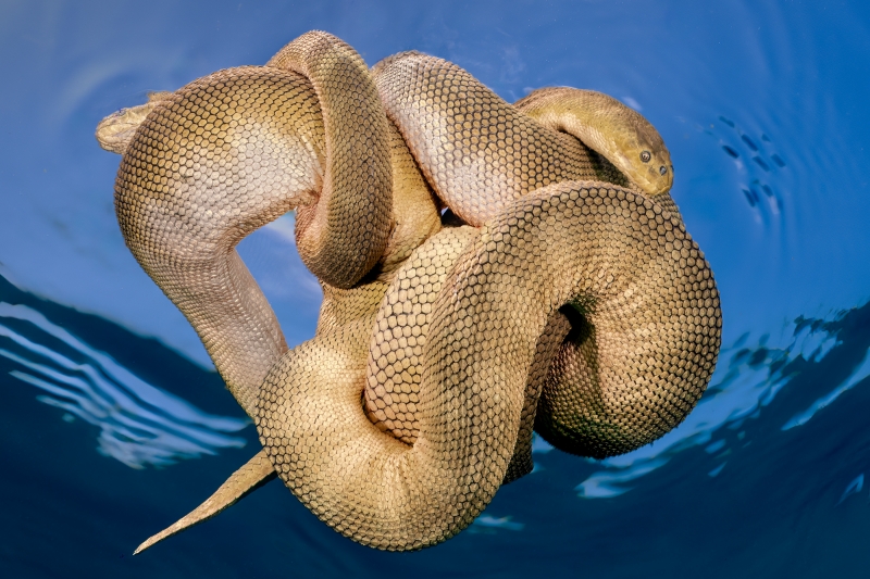 Entwined in Blue by Yazid Shaari (Libya)