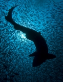 Novice Winning Photograph by Jeremy