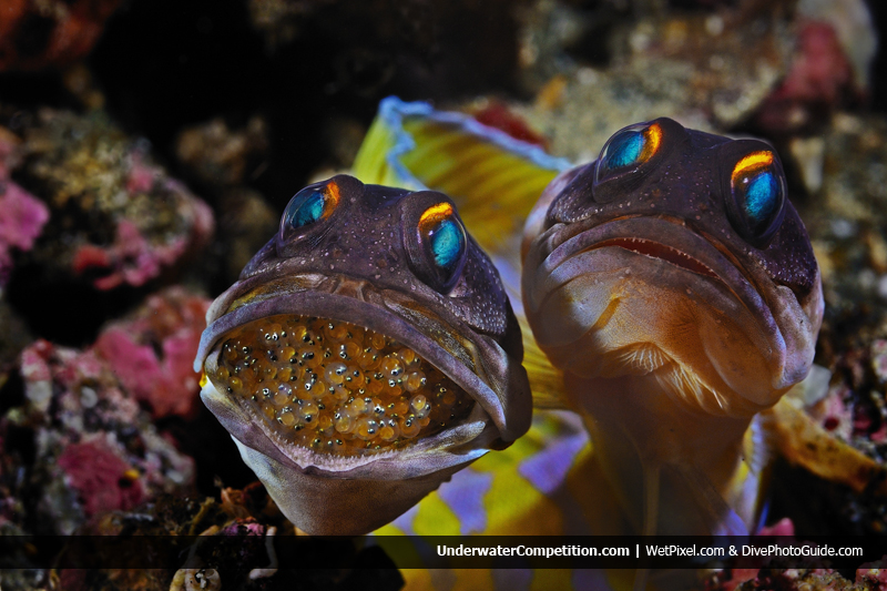 Our World Underwater 2011 Winning Image by Uwe