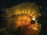 Backlit Leaf Scorpionfish by Edvin Eng (Malaysia)
