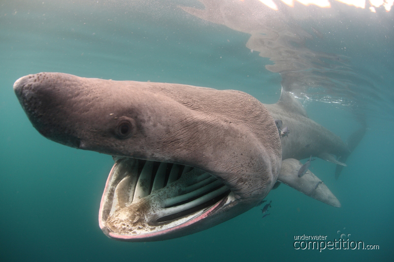 DEEP Indonesia 2011 Winning Image by Nuno
