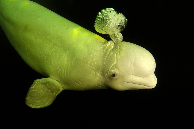 DEEP Indonesia International Underwater Photo Competition 2009 Winning Image by Marina
